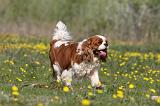 CAVALIER KING CHARLES 611